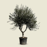 Olijfboom met open kroon - 250 cm