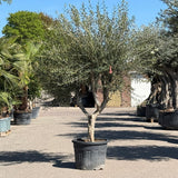 Olijfboom met open kroon - 250 cm