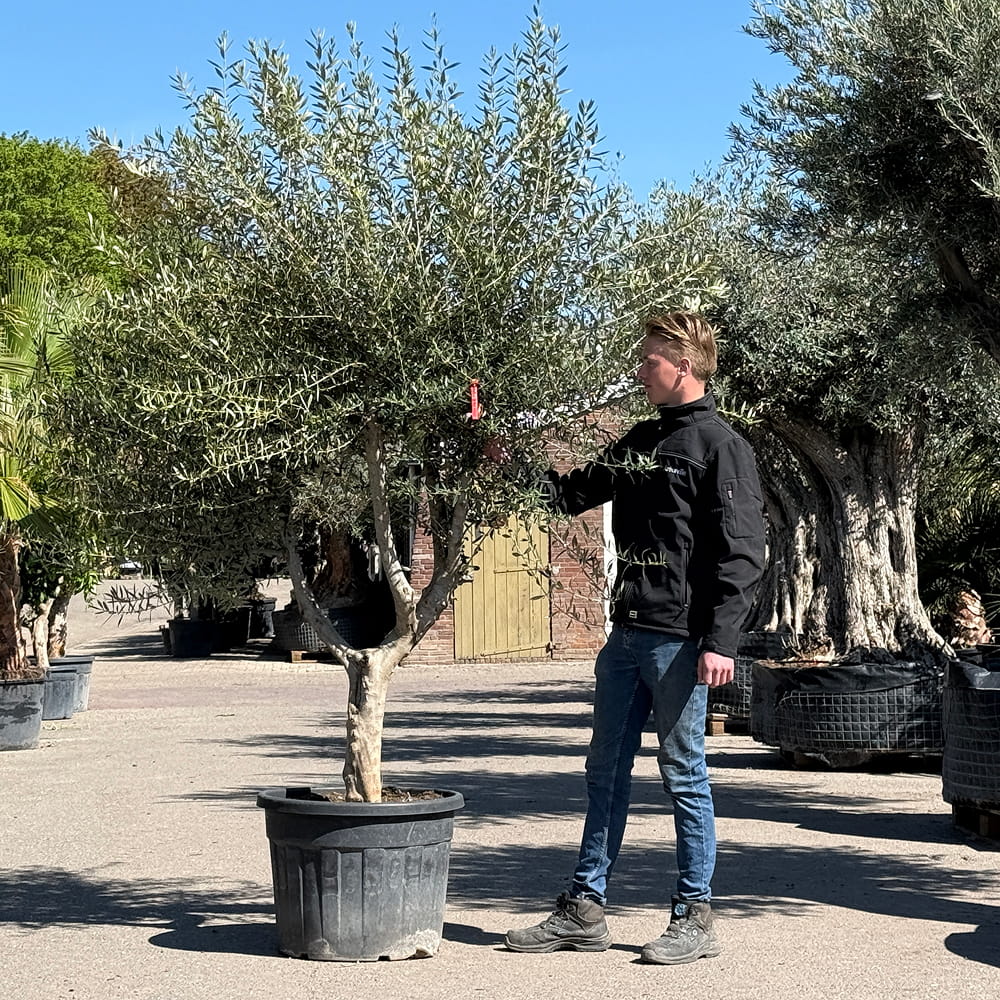 Olijfboom met open kroon - 250 cm
