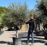 Olijfboom met open kroon - 250 cm