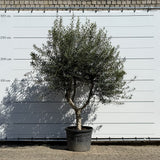 Olijfboom met open kroon - 250 cm