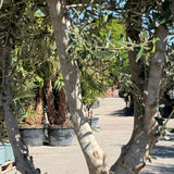 Olijfboom met open kroon - 250 cm