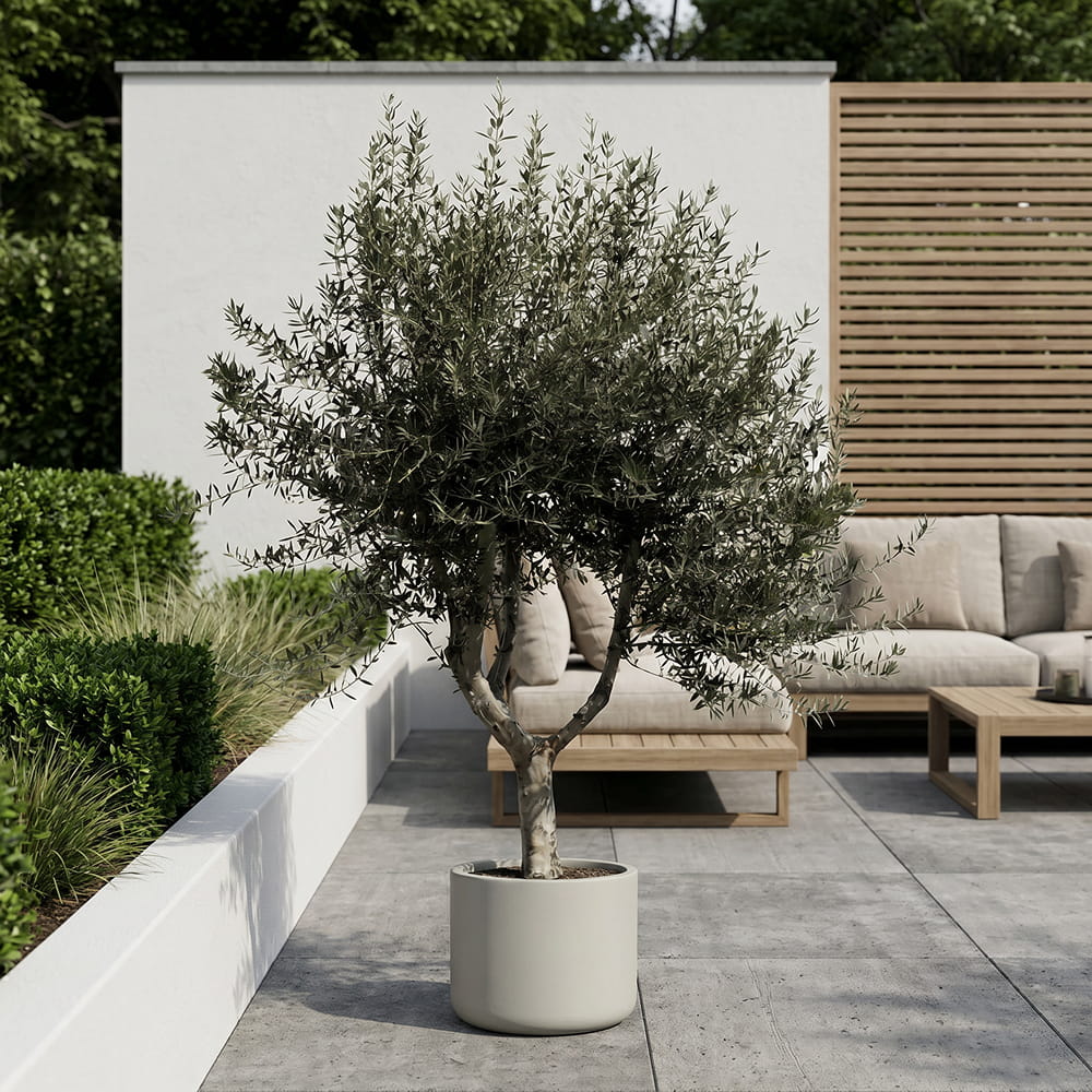 Olijfboom met open kroon - 250 cm