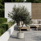 Olijfboom met open kroon - 250 cm