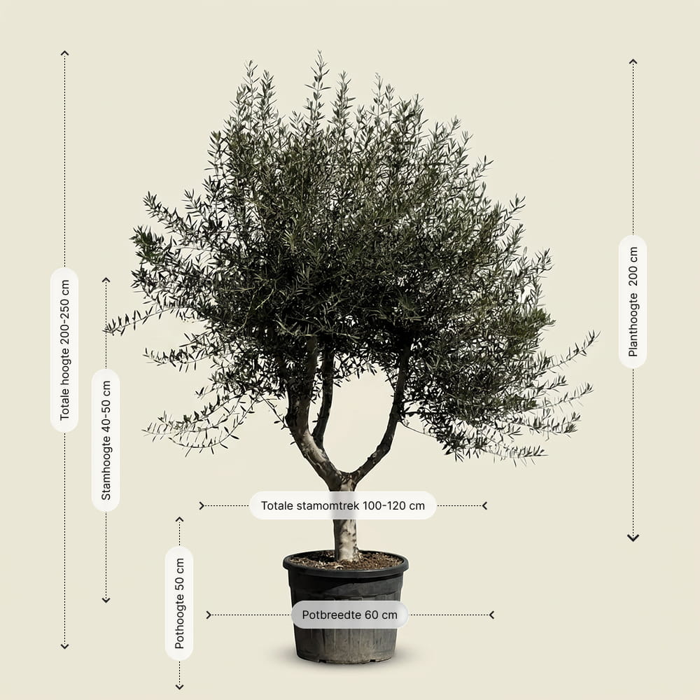 Olijfboom met open kroon - 250 cm