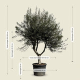 Olijfboom met open kroon - 250 cm
