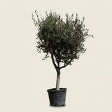 Olijfboom met open kroon - 210 cm