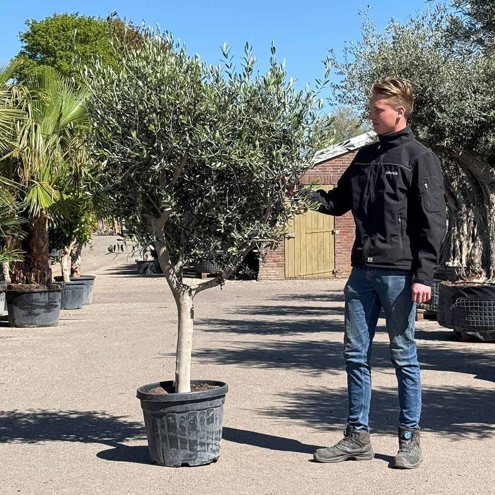 Olijfboom met open kroon - 210 cm