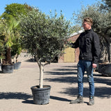 Olijfboom met open kroon - 210 cm
