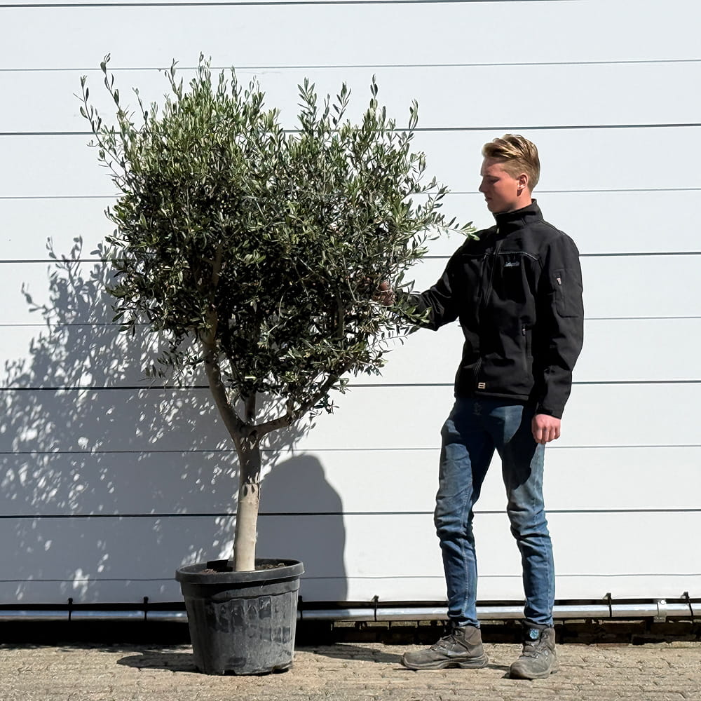 Olijfboom met open kroon - 210 cm