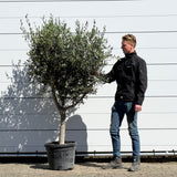 Olijfboom met open kroon - 210 cm
