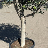 Olijfboom met open kroon - 210 cm