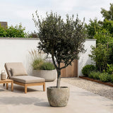 Olijfboom met open kroon - 210 cm