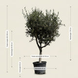 Olijfboom met open kroon - 210 cm