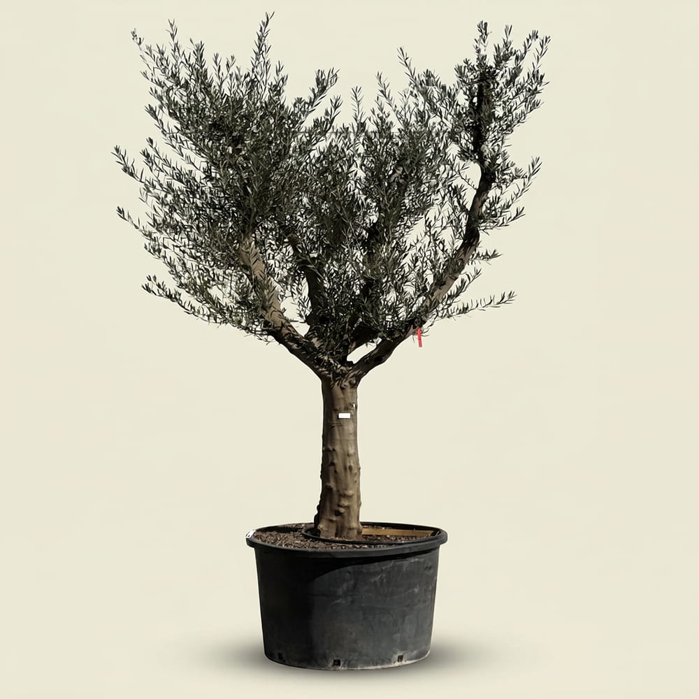 Olijfboom met open kroon - 275 cm