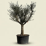 Olijfboom met open kroon - 275 cm
