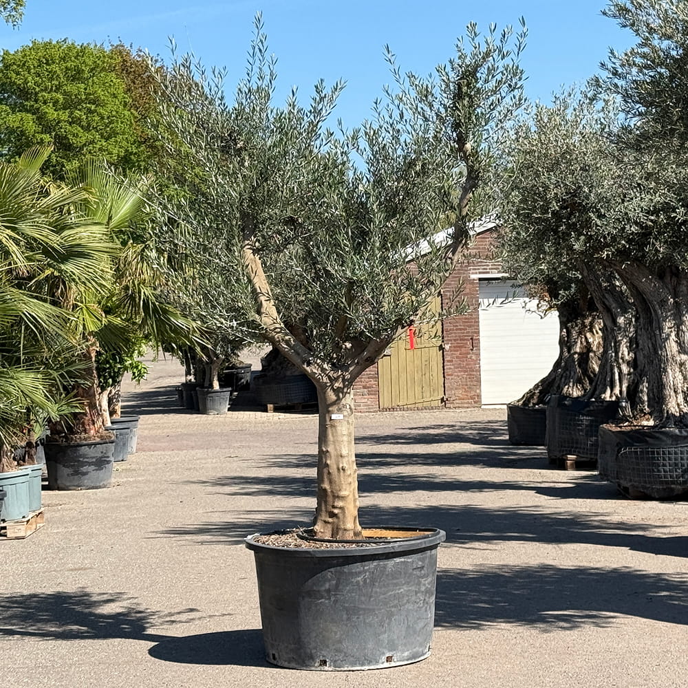 Olijfboom met open kroon - 275 cm