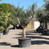 Olijfboom met open kroon - 275 cm