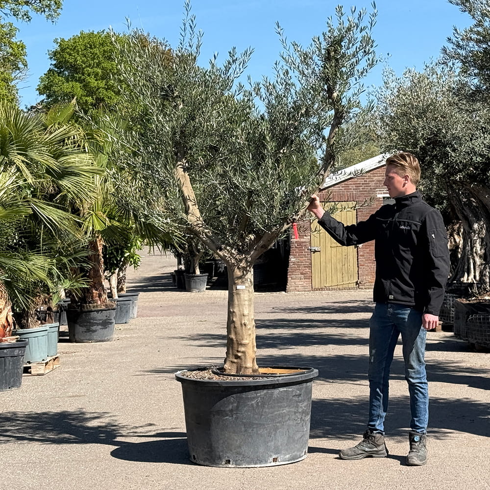 Olijfboom met open kroon - 275 cm