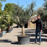 Olijfboom met open kroon - 275 cm