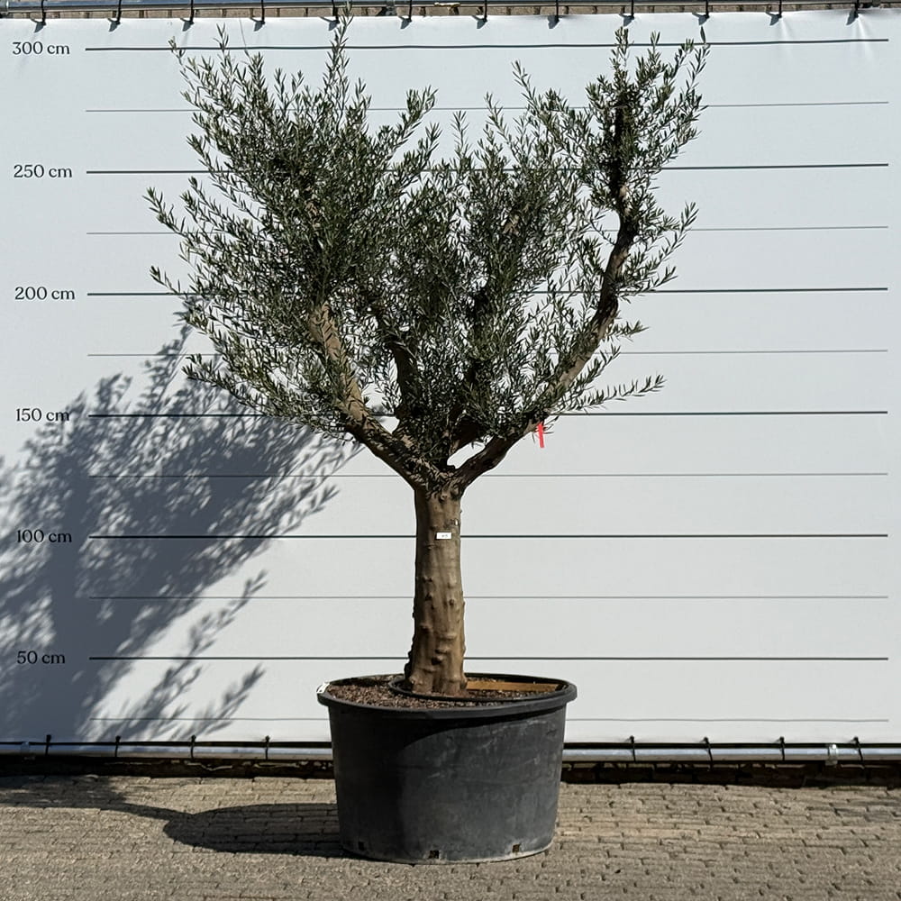 Olijfboom met open kroon - 275 cm