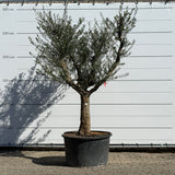 Olijfboom met open kroon - 275 cm