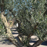Olijfboom met open kroon - 275 cm