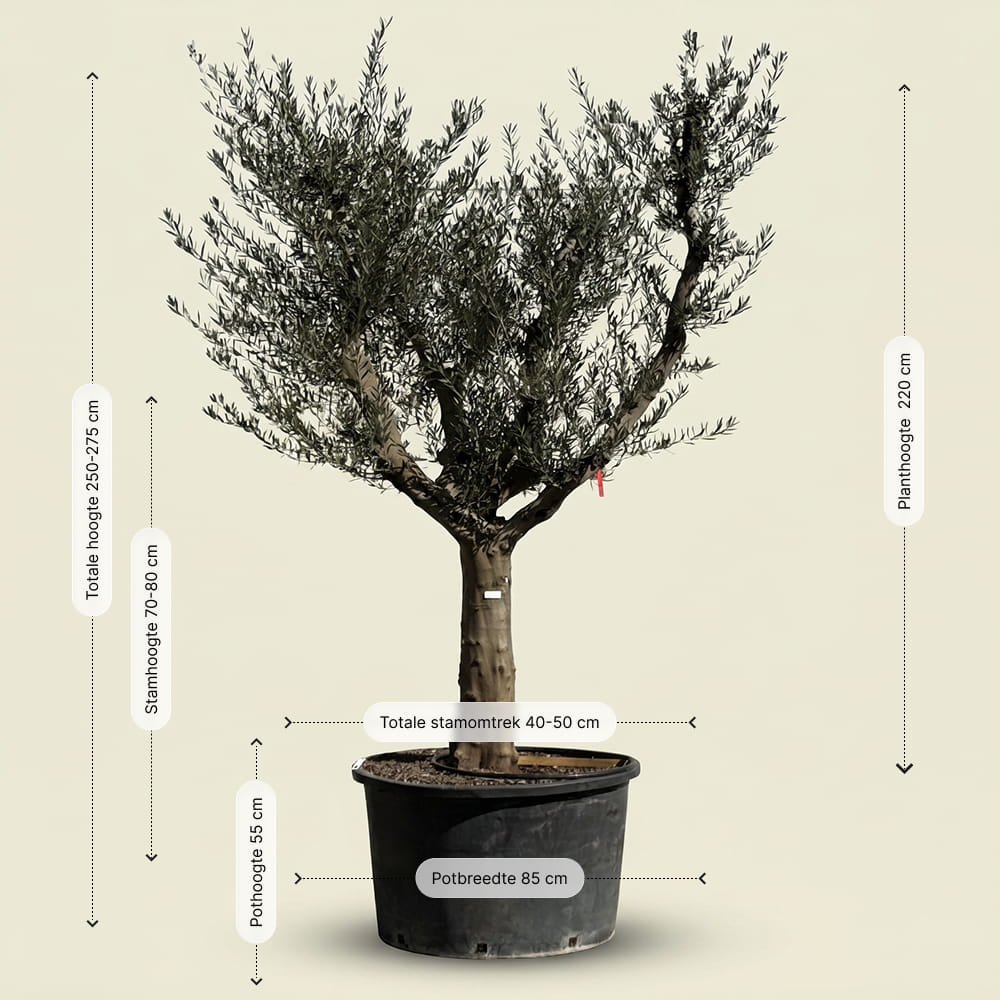 Olijfboom met open kroon - 275 cm