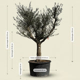 Olijfboom met open kroon - 275 cm
