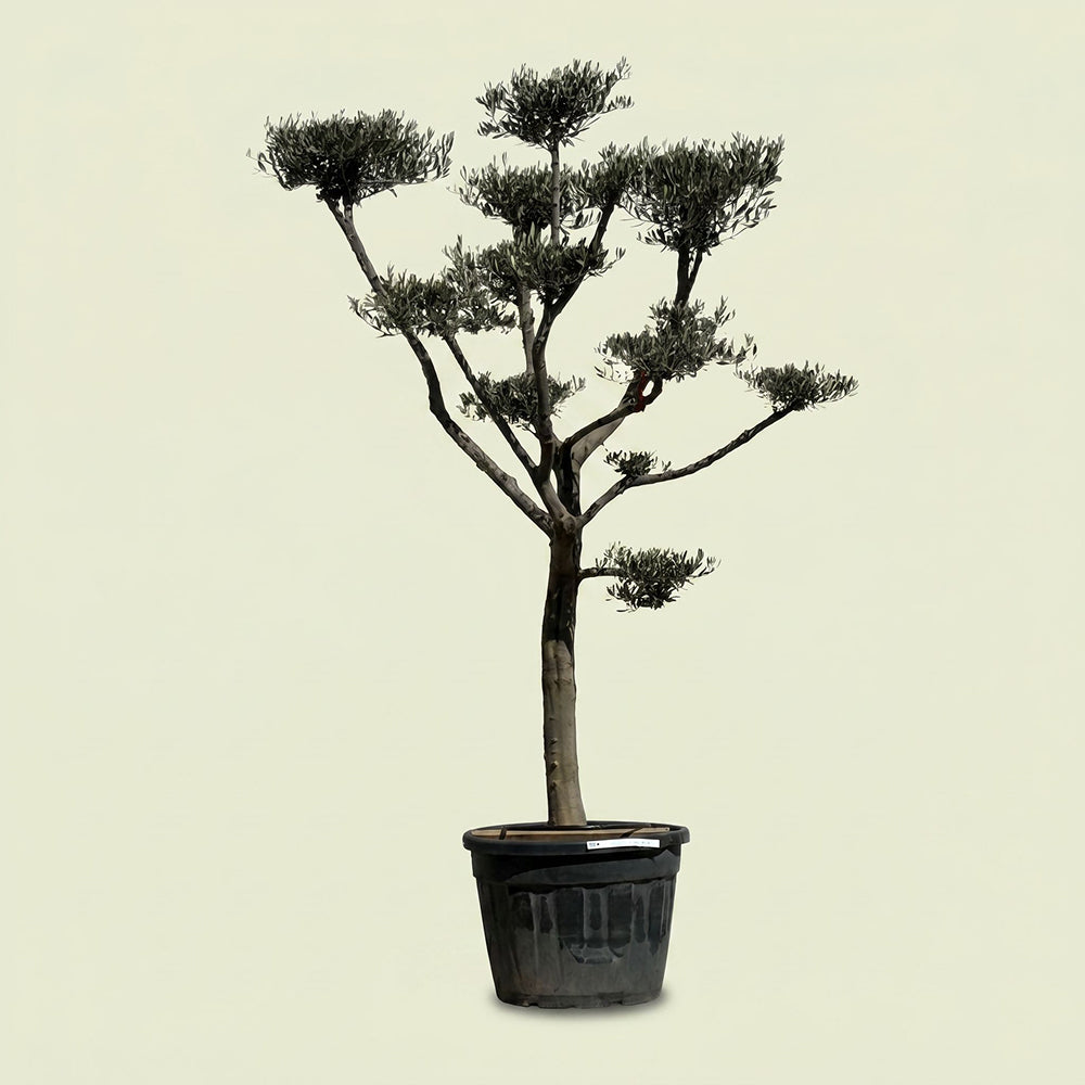 Olijfboom Pompom - 260 cm