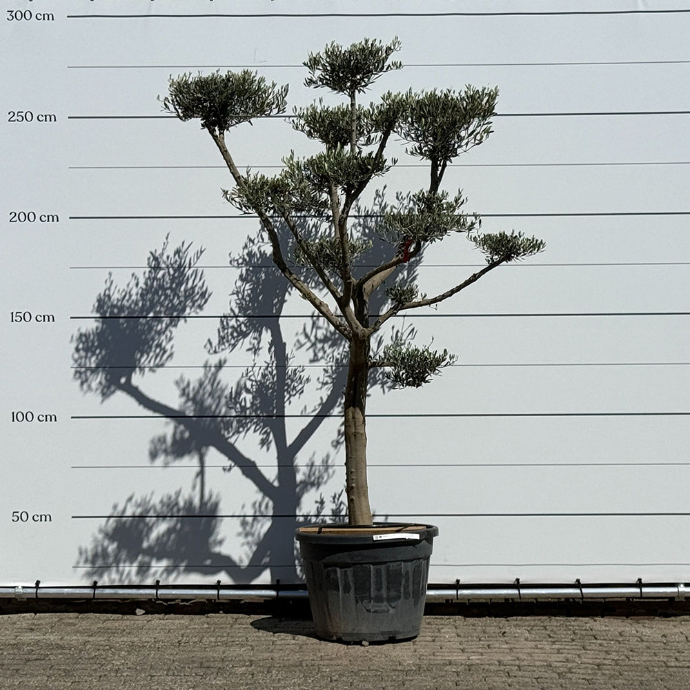 Olijfboom Pompom - 260 cm