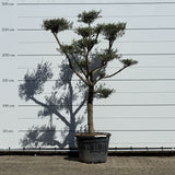 Olijfboom Pompom - 260 cm
