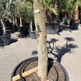 Olijfboom Pompom - 260 cm