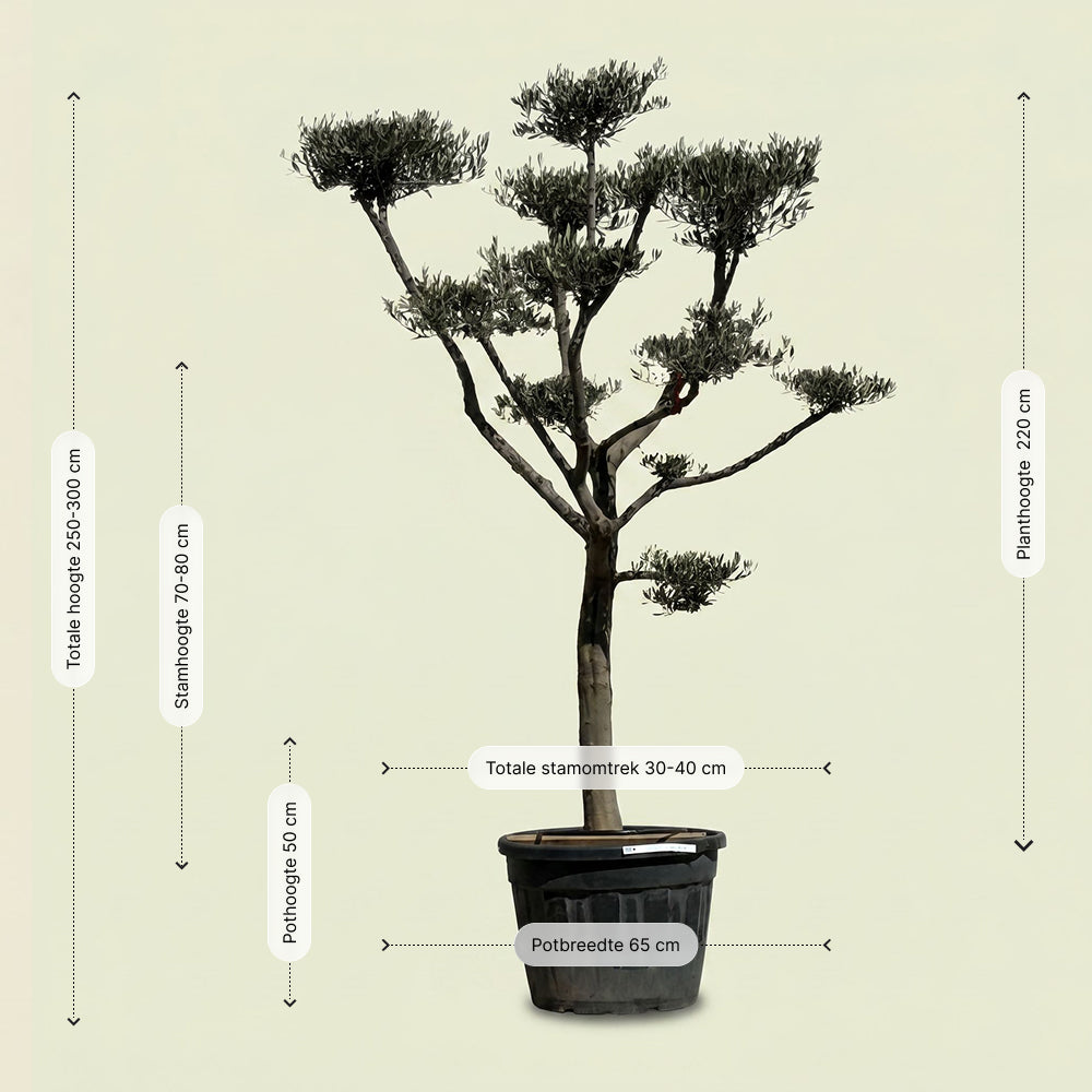 Olijfboom Pompom - 260 cm