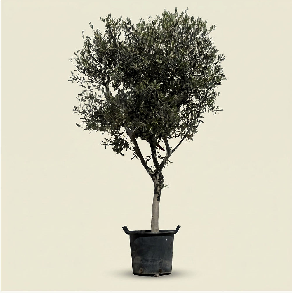 Olijfboom met open kroon - 200 cm