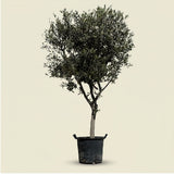 Olijfboom met open kroon - 200 cm