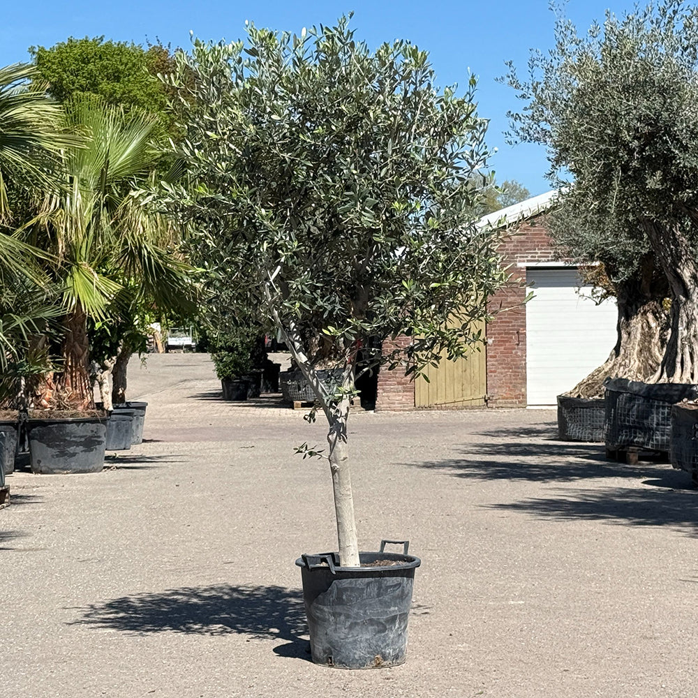 Olijfboom met open kroon - 200 cm