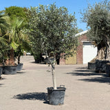 Olijfboom met open kroon - 200 cm