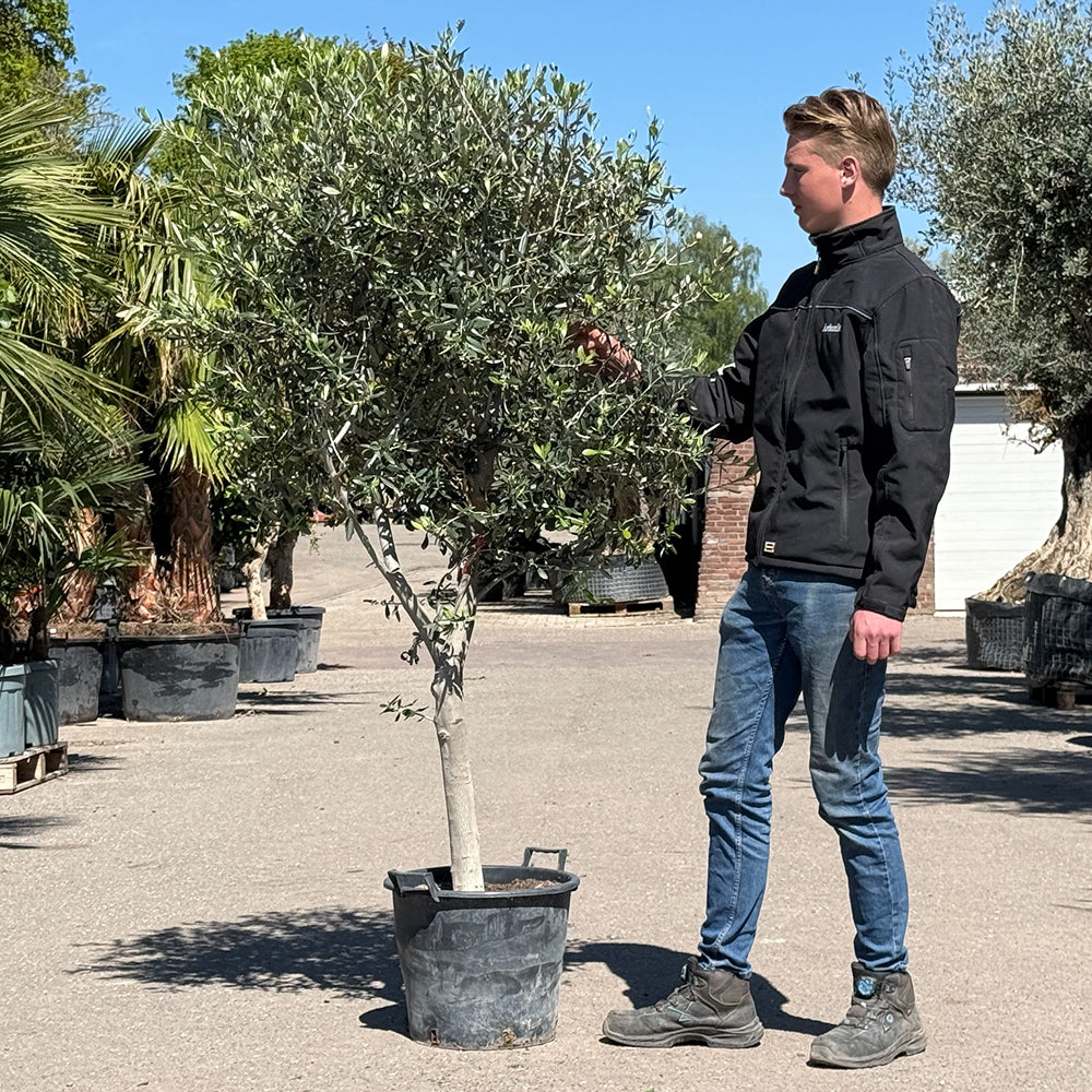 Olijfboom met open kroon - 200 cm
