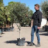 Olijfboom met open kroon - 200 cm