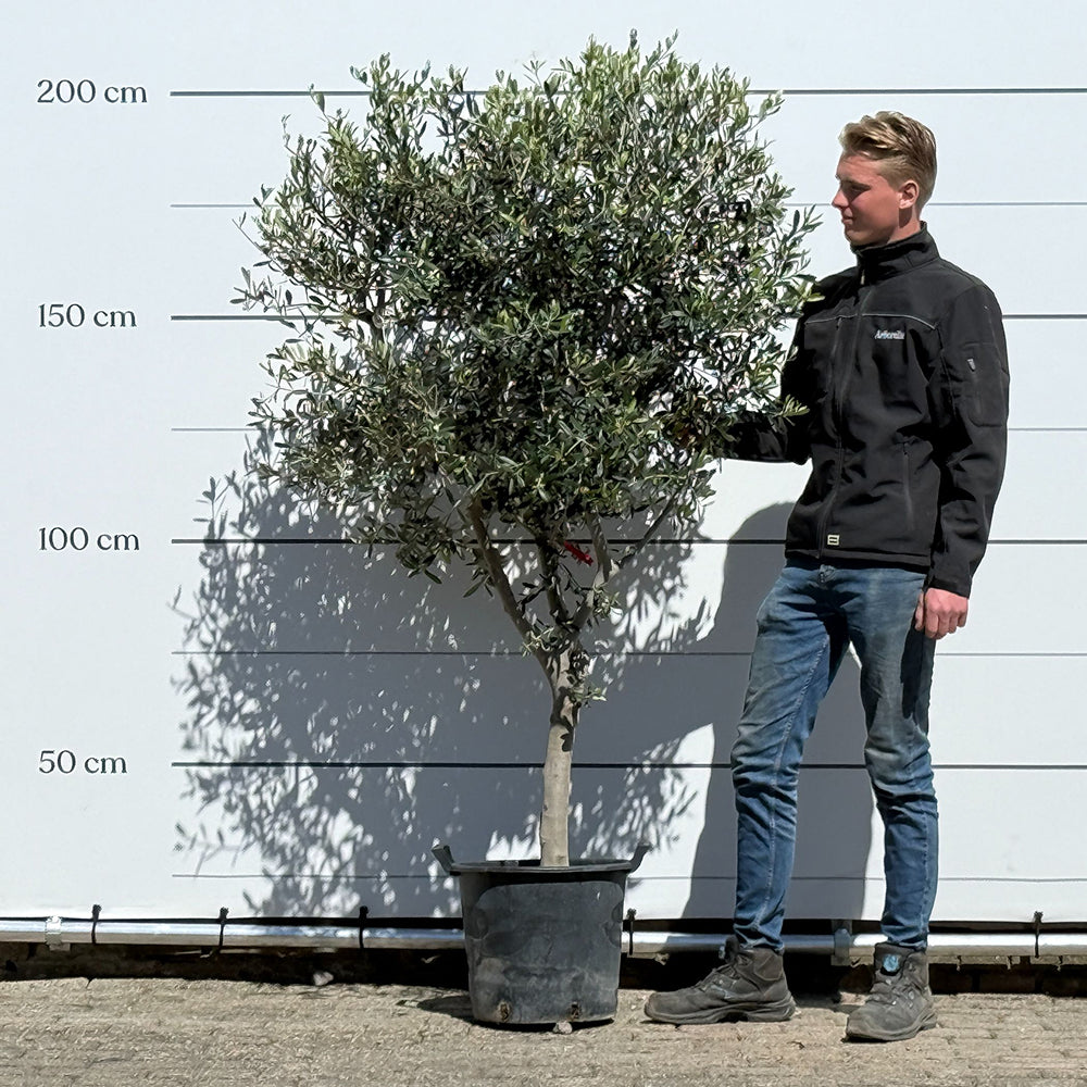 Olijfboom met open kroon - 200 cm