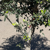 Olijfboom met open kroon - 200 cm