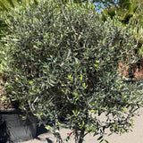 Olijfboom met open kroon - 200 cm