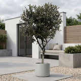 Olijfboom met open kroon - 200 cm