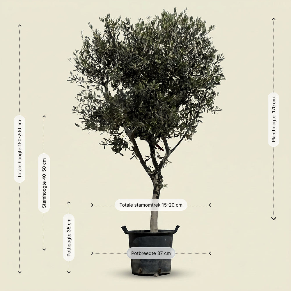 Olijfboom met open kroon - 200 cm