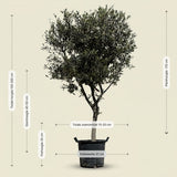 Olijfboom met open kroon - 200 cm