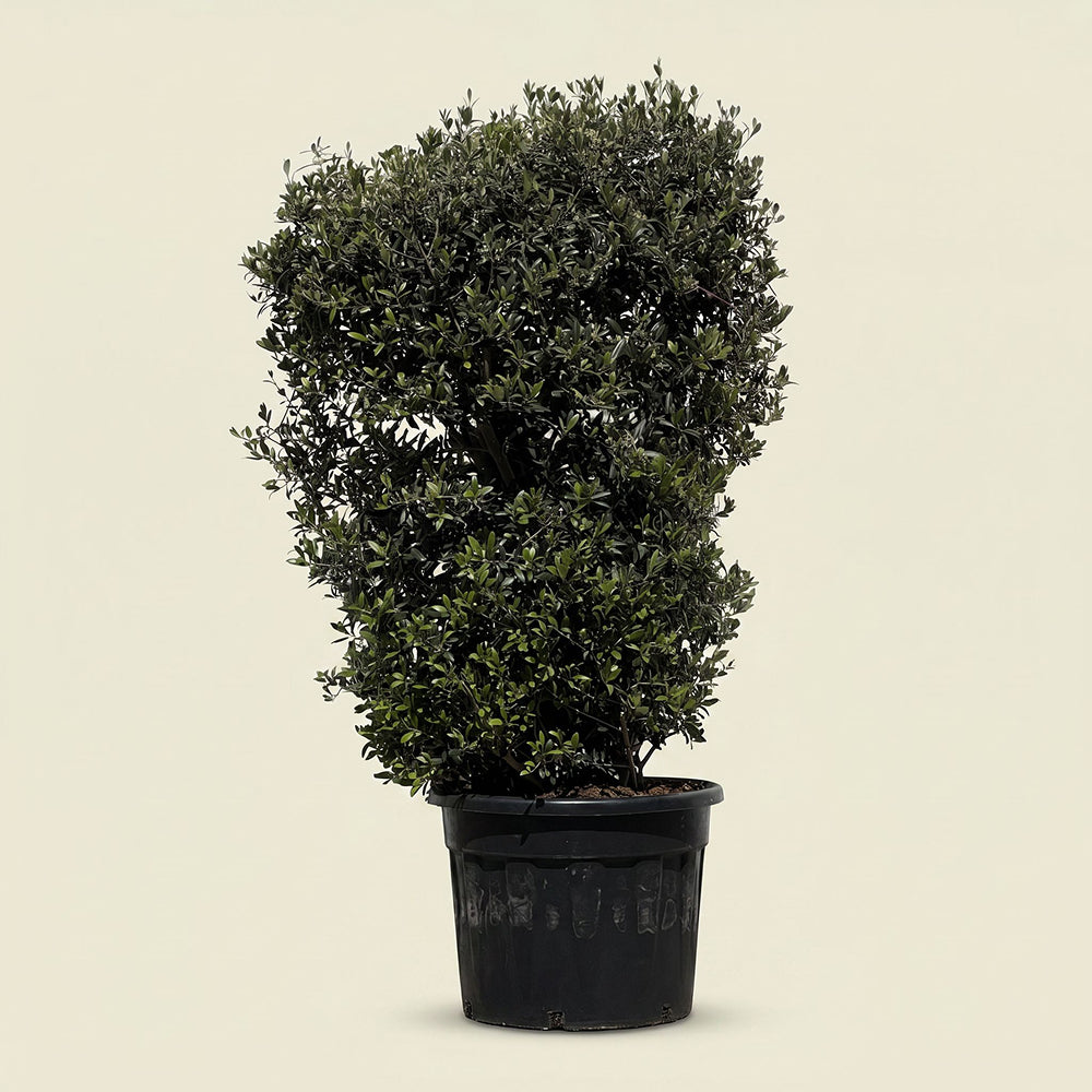 Olijfboom struik - 170 cm