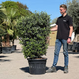 Olijfboom struik - 170 cm