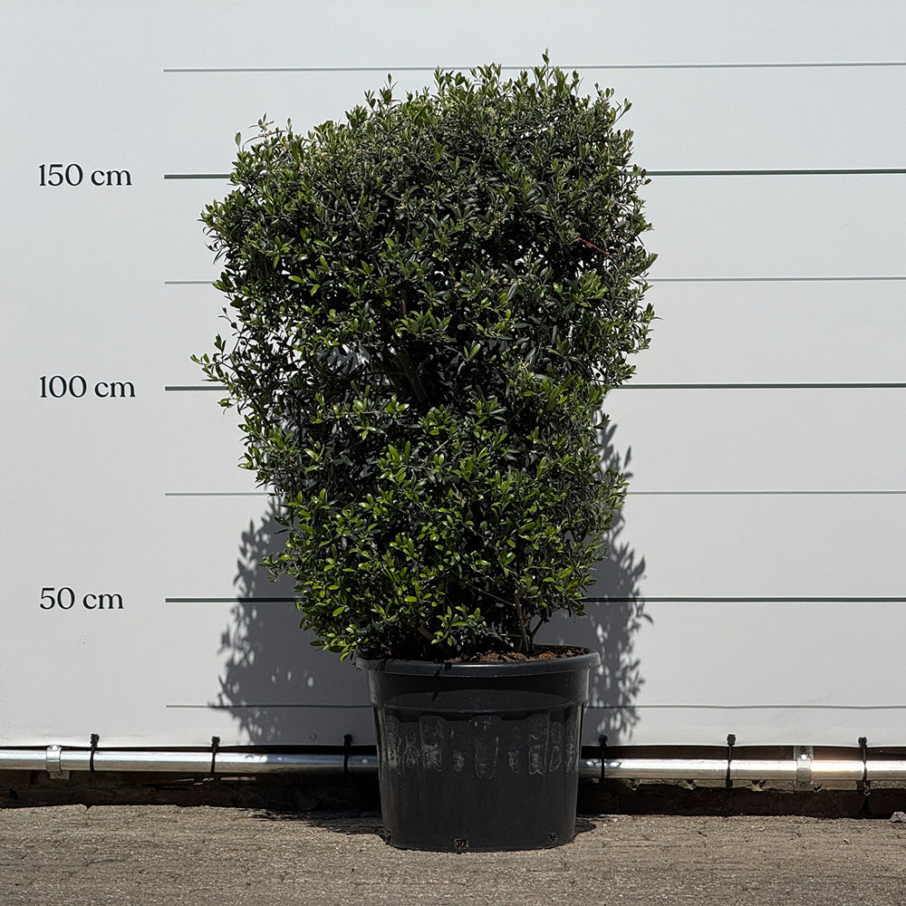 Olijfboom struik - 170 cm