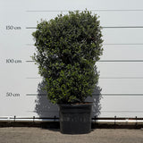 Olijfboom struik - 170 cm